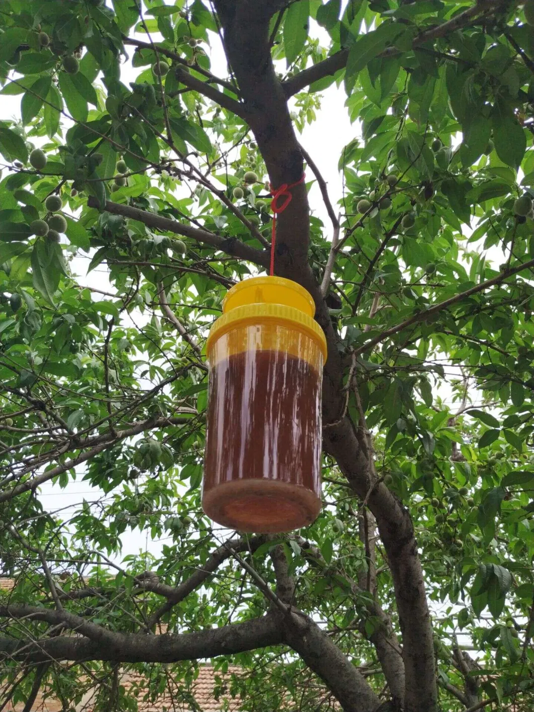 Outdoor Plastic Hanging Fruit Fly Bottle Trap Flies Control Catcher for Garden